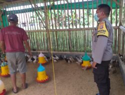 Dukung Ketahanan Pangan, Bhabinkamtibmas Kunjungi Peternak Ayam Super