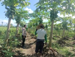 Polsek Kediri Dukung Swasembada Pangan, Sambangi Lahan Pepaya di Ombe Baru