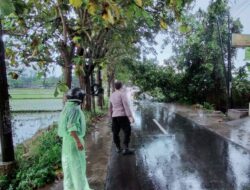 Pohon Tumbang di Labuapi, Lalu Lintas Sempat Tersendat
