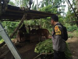 Bhabinkamtibmas di Batulayar Dorong Warga Manfaatkan Pekarangan untuk Ketahanan Pangan