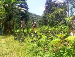 Polisi Bantu Warga Tanam Sayur, Ketahanan Pangan Meningkat di Batulayar