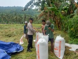 Bhabinkamtibmas Lombok Barat Aktif Kawal Panen Padi, Dukung Ketahanan Pangan
