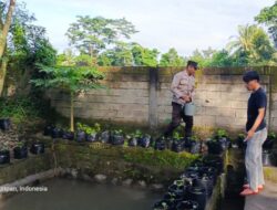 Pemuda Kuripan Tanam Harapan Lewat Sayur dan Ikan