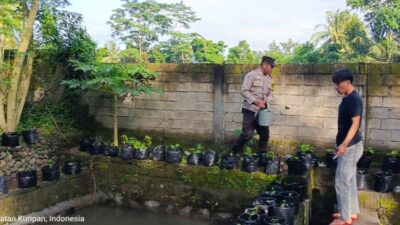 Pemuda Kuripan Tanam Harapan Lewat Sayur dan Ikan