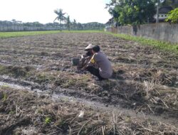 Bhabinkamtibmas Kuripan Dukung Ketahanan Pangan Lewat Pemanfaatan Pekarangan