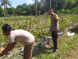 Bhabinkamtibmas Batu Putih Dukung Petani Cabai di Sekotong