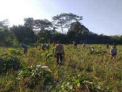 Bhabinkamtibmas Desa Jagaraga Aktif Dorong Ketahanan Pangan Lokal