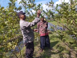 Bhabinkamtibmas Gapuk Dukung Petani Jambu Kristal di Gerung