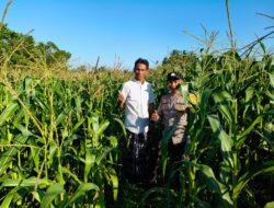 Bhabinkamtibmas Mareje Timur Dampingi Petani Jagung Tingkatkan Hasil Panen