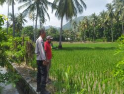 Bhabinkamtibmas Sekotong Dukung Swasembada Pangan di Batu Putih