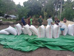 Babinsa Sekotong Jalin Komsos Bersama Petani Jagung Batu Putih