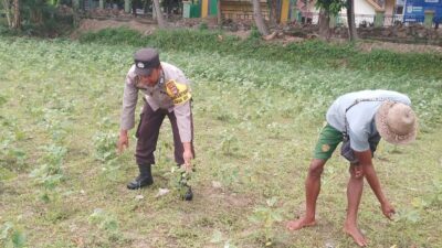 Ketahanan Pangan Lokal, Inisiatif Bhabinkamtibmas di Lombok Barat