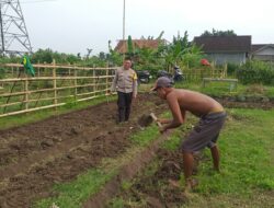 Polisi Kuripan Dorong Ketahanan Pangan dari Pekarangan Warga