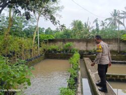 Pemuda Kuripan Utara Dukung Ketahanan Pangan Lokal