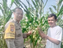 Bhabinkamtibmas Jagaraga Indah Dampingi Petani Jagung Lombok Barat