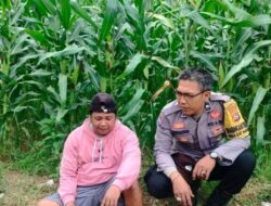 Sinergi Polisi dan Petani di Lembar Perkuat Pangan Nasional