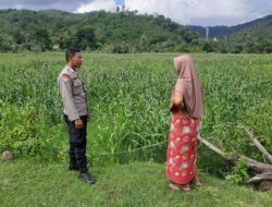 Polsek Lembar Dukung Ketahanan Pangan Lewat Sambang Petani di Sekotong Timur