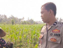 Polsek Lembar Dorong Ketahanan Pangan Lewat Sambang Petani Jembatan Kembar Timur