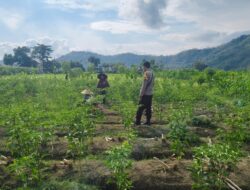 Sinergi Polisi dan Petani Dorong Ketahanan Pangan di Jembatan Kembar Timur