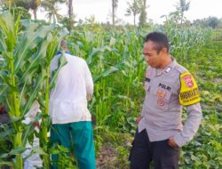 Bhabinkamtibmas Dukung Ketahanan Pangan di Kuripan Utara