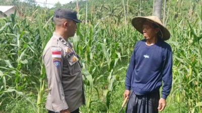 Bhabinkamtibmas Sekotong Dukung Petani Jagung Wujudkan Ketahanan Pangan