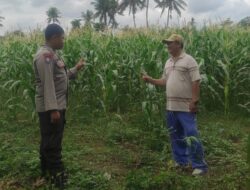 Bhabinkamtibmas Banyumulek Dampingi Petani Jagung Hadapi Panen di Kediri, Lombok Barat