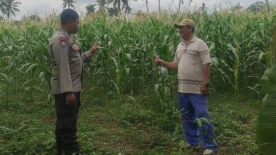 Pemanfaatan Pekarangan dan Jagung Siap Panen, Banyumulek Jadi Contoh Ketahanan Pangan NTB
