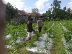 Bhabinkamtibmas Jagaraga Dorong Pemanfaatan Pekarangan untuk Ketahanan Pangan Keluarga
