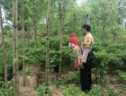 Panen Cabai di Desa Ombe Baru: Polri Dukung Swasembada Pangan Nasional