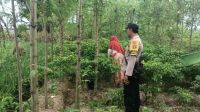 Panen Cabai di Desa Ombe Baru: Polri Dukung Swasembada Pangan Nasional