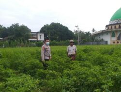 Polsek Kuripan Dorong Ketahanan Pangan dari Pekarangan Warga Jagaraga