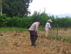 Bhabinkamtibmas Kuripan Dorong Pemanfaatan Pekarangan untuk Ketahanan Pangan