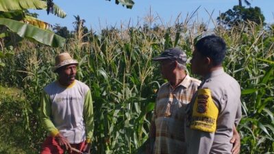 Bhabinkamtibmas Banyumulek Kawal Ketahanan Pangan Lewat Budidaya Jagung