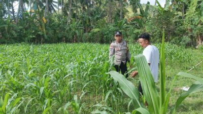 Bhabinkamtibmas Desa Cendi Manik Dampingi Petani Jagung Dukung Ketahanan Pangan Sekotong