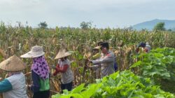 Dukung Ketahanan Pangan Nasional, Wakapolres Dompu Dampingi Panen Jagung Warga Desa Mumbu