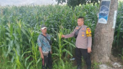 Polsek Manggelewa Pantau Lahan Jagung Warga Dukung Program Ketahanan Pangan Nasional