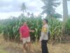 habinkamtibmas Polsek Pekat Pantau Lahan Jagung Warga, Dukung Program Ketahanan Pangan Nasional