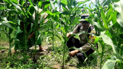 Polres Lombok Tengah Dukung Ketahanan Pangan, Bhabinkamtibmas Desa Mertak Bantu Petani Jagung Rawat Lahan