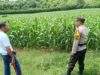 Perkuat Ketahanan Pangan, Bhabinkamtibmas Desa Tarusa Motivasi Petani Jagung Optimalkan Lahan