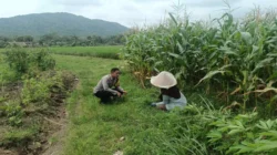 Polres Lombok Barat Kawal Swasembada Pangan di Gerung