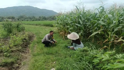 Polres Lombok Barat Kawal Swasembada Pangan di Gerung